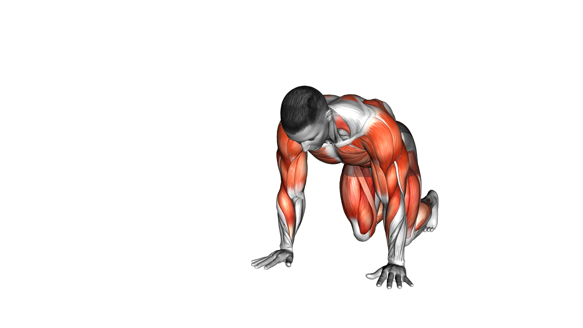 Side Bear Crawl exercise demonstration