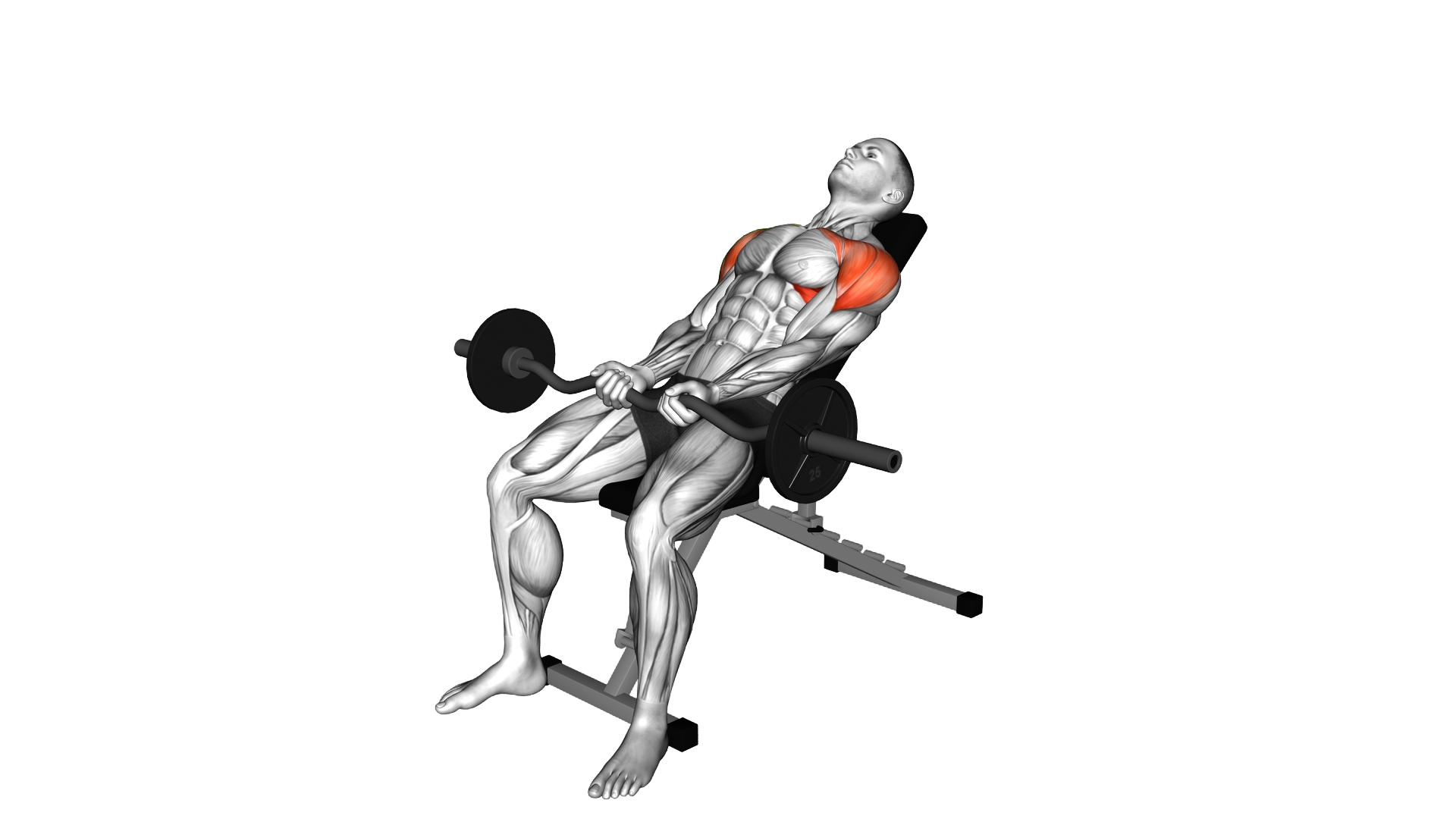 EZ bar Incline Front Raise exercise demonstration