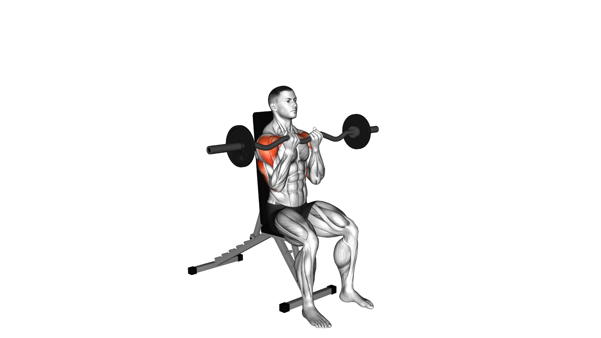 EZ bar Seated Close grip Shoulder Press exercise demonstration