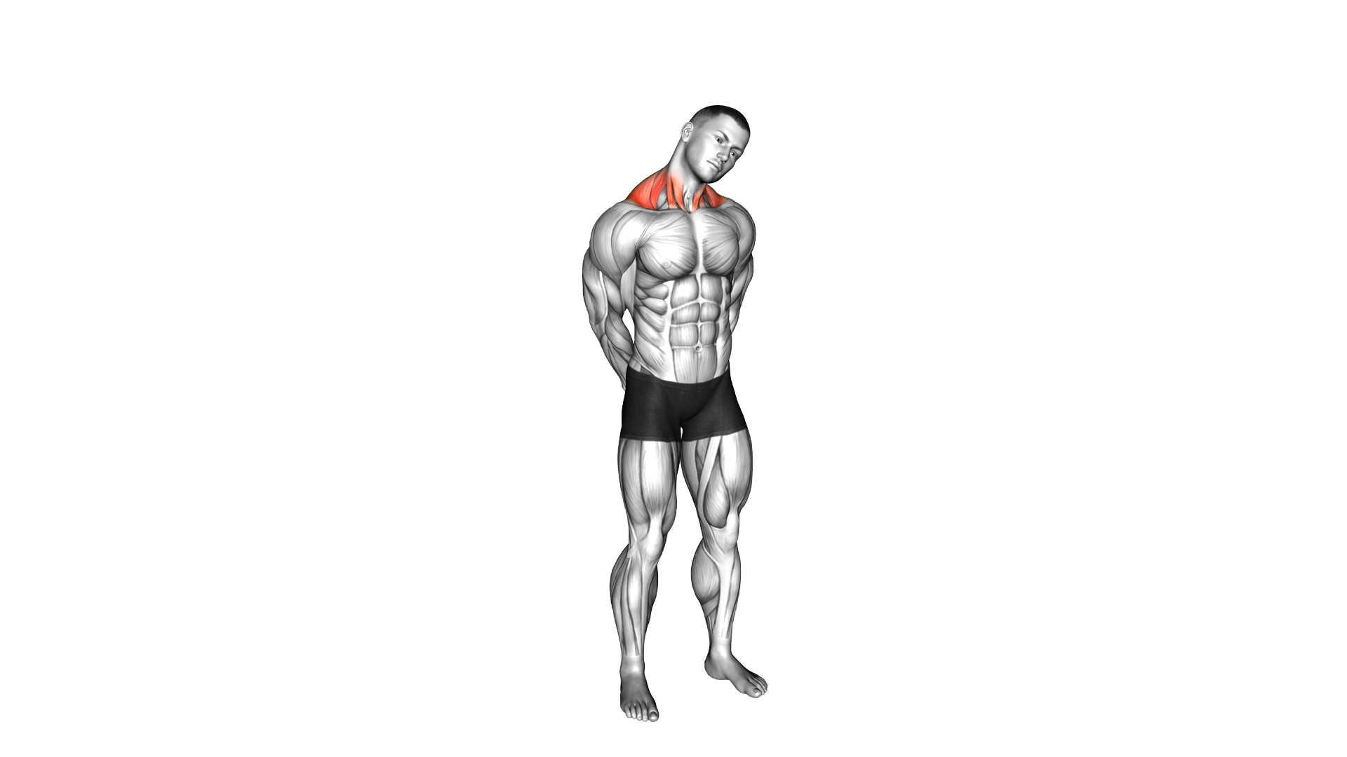 Neck Circle Stretch exercise demonstration