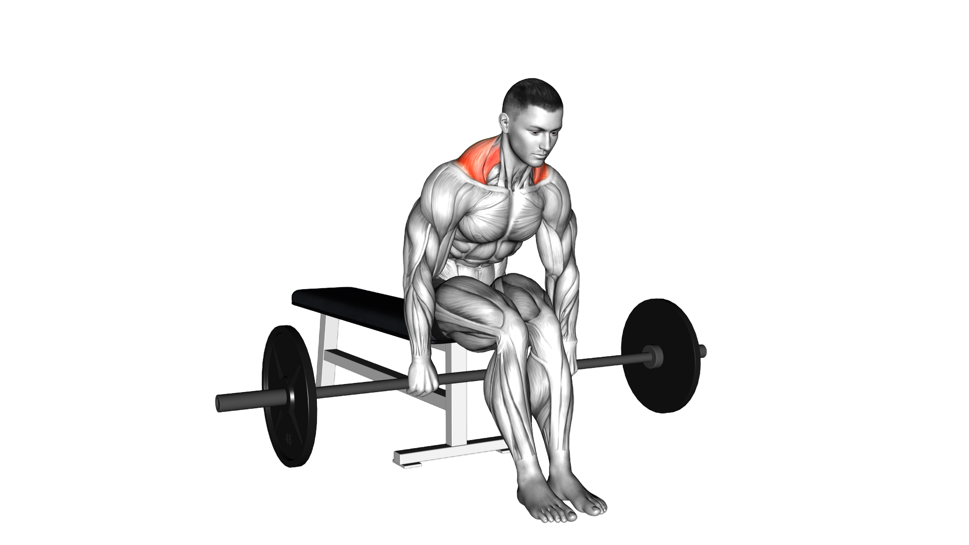 Barbell Seated Shrug exercise demonstration