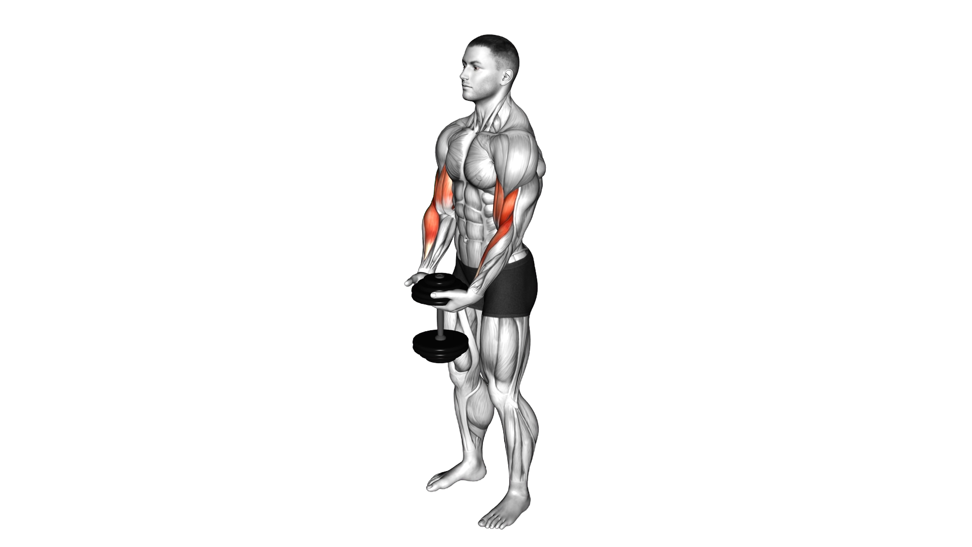 Dumbbell Standing Single Spider Curl exercise demonstration