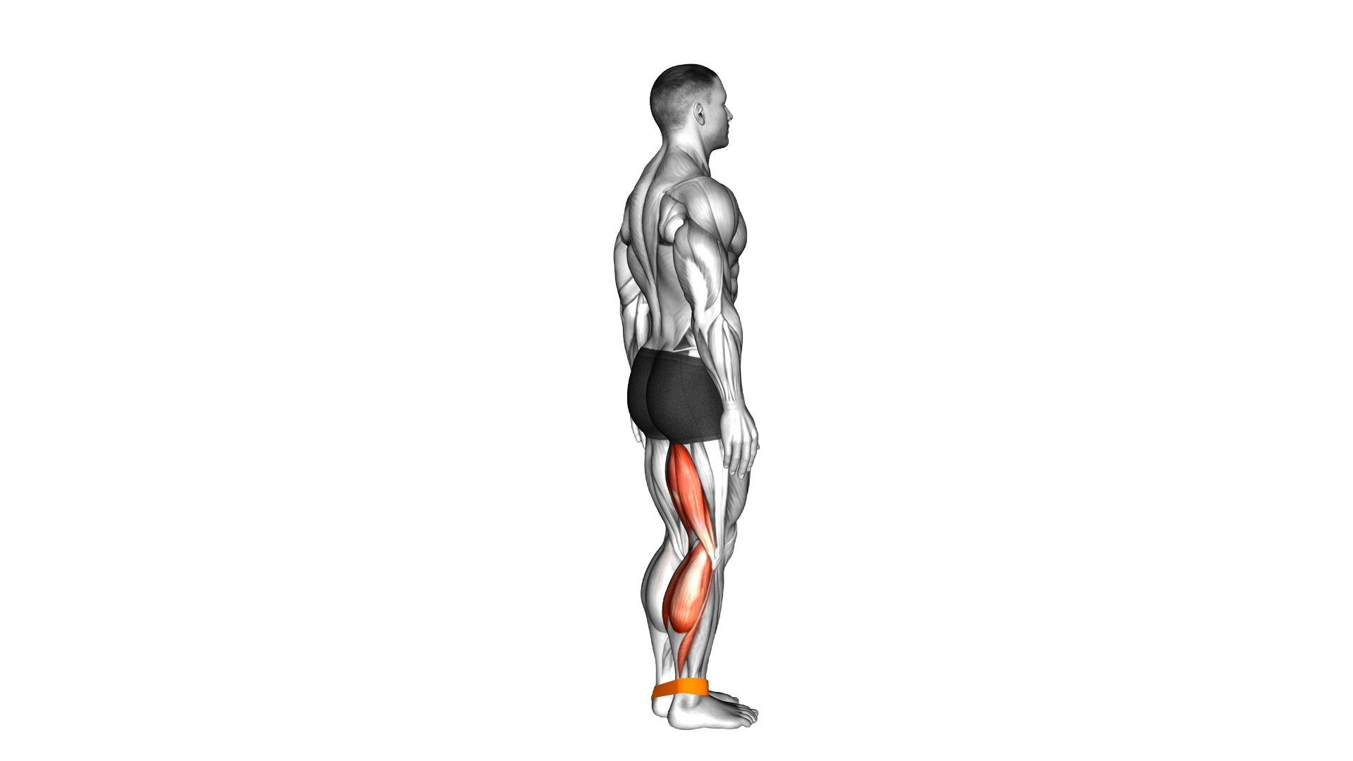 Resistance Band Leg Curl exercise demonstration