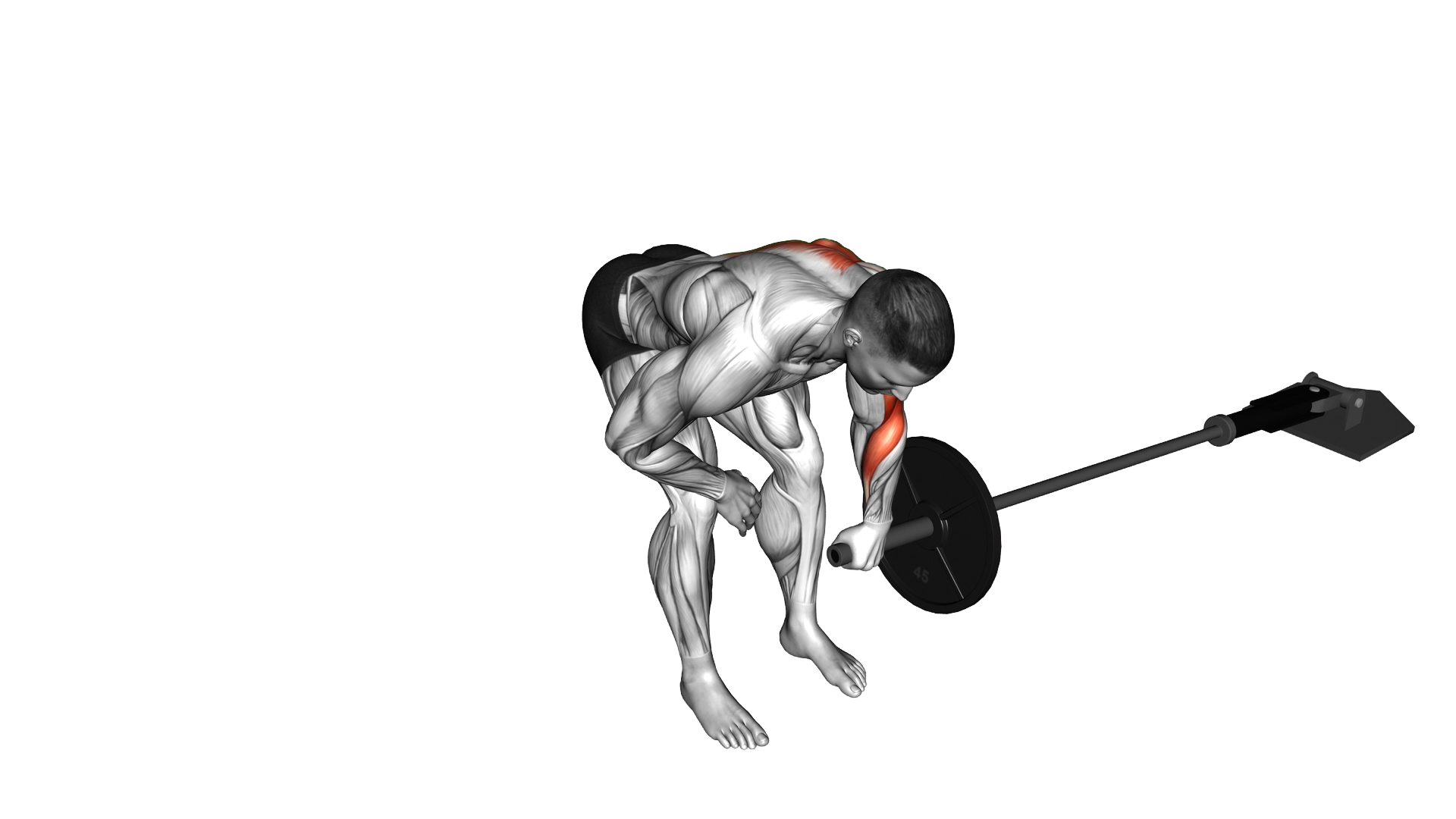 Landmine One Arm Bent Over Row exercise demonstration