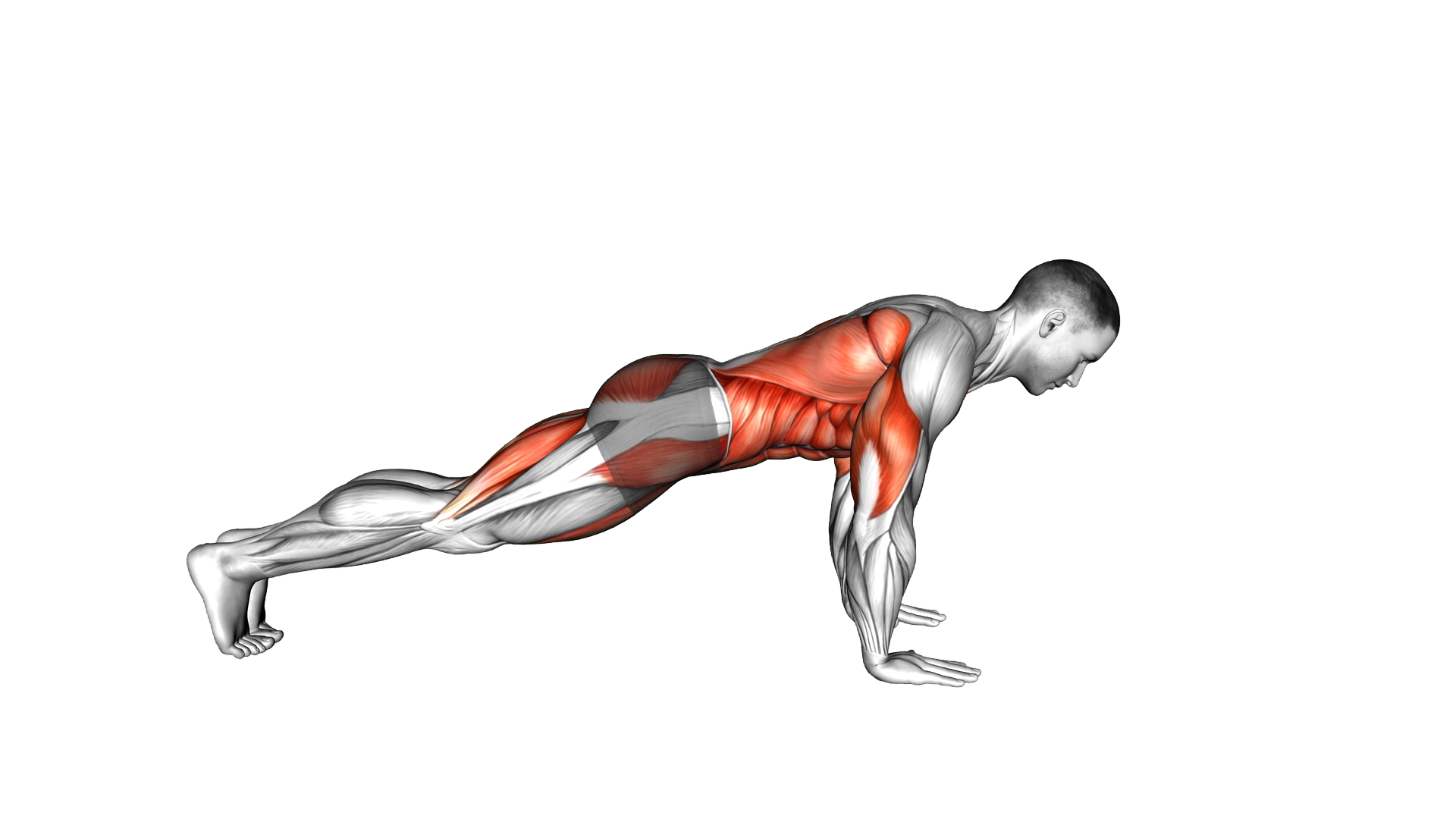 Bird Dog Push Up exercise demonstration