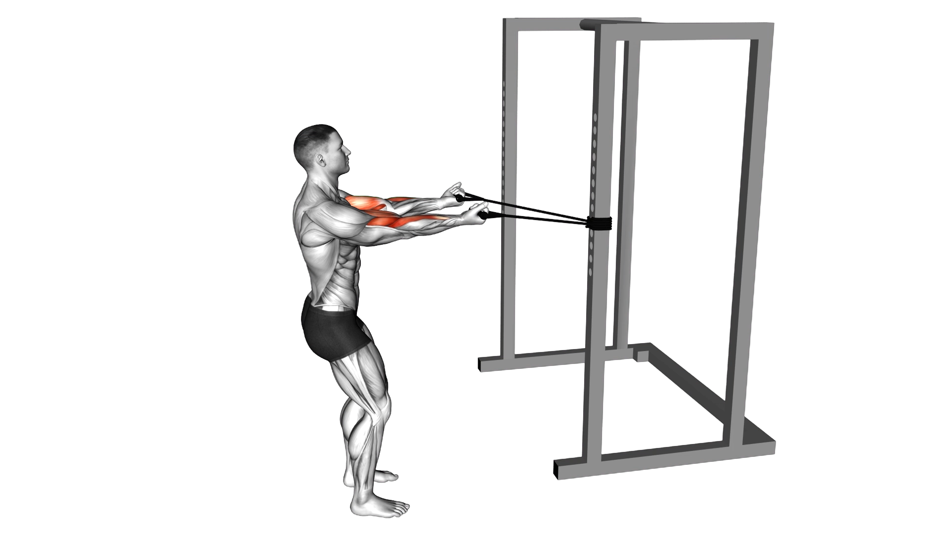 Band Horizontal Biceps Curl exercise demonstration