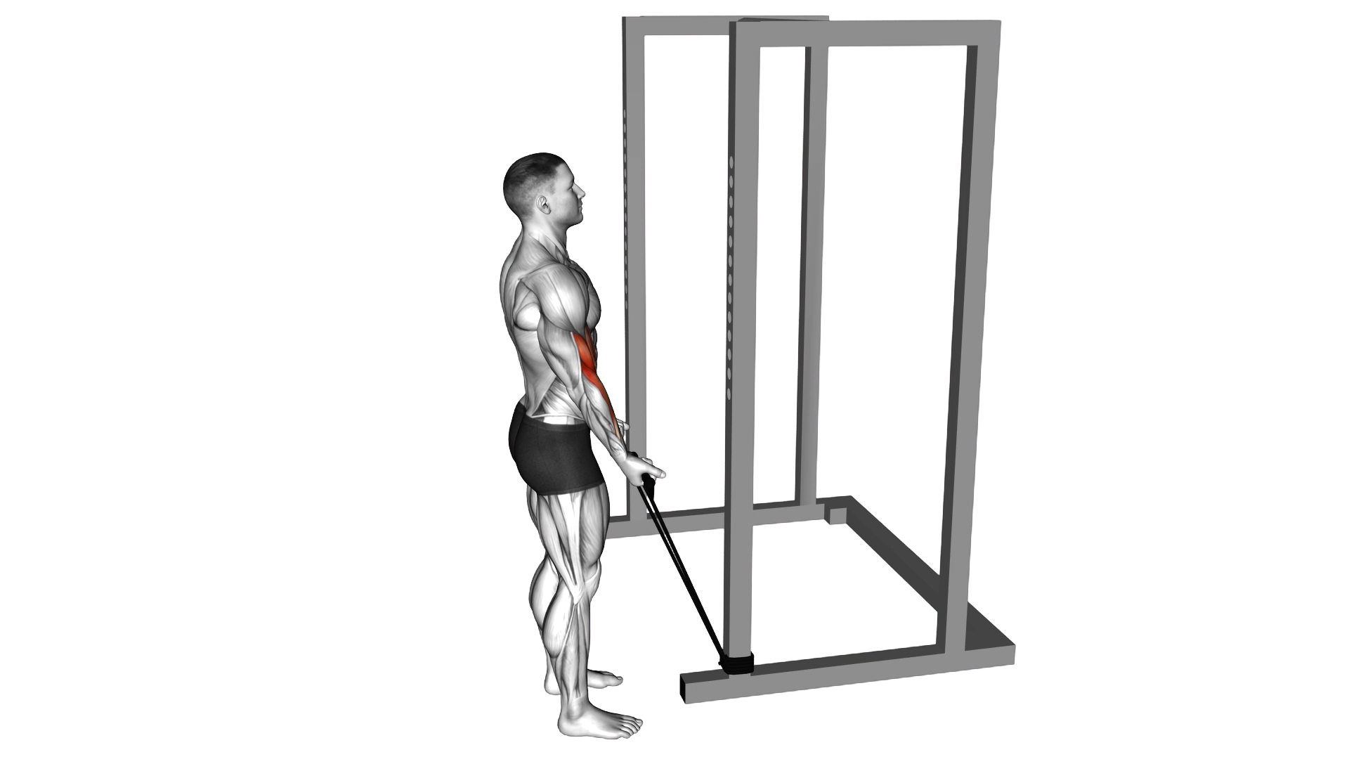 Band Standard Biceps Curl exercise demonstration