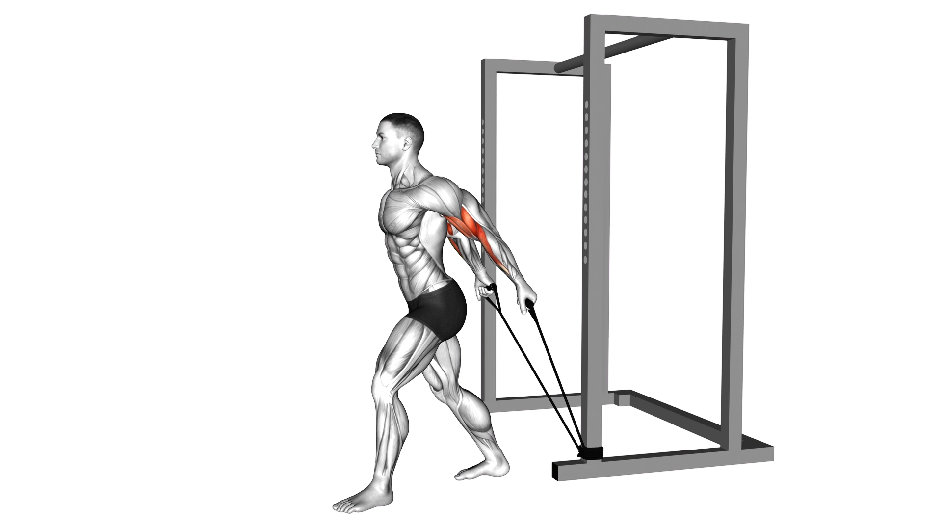 Band 45 degrees Biceps Curl exercise demonstration