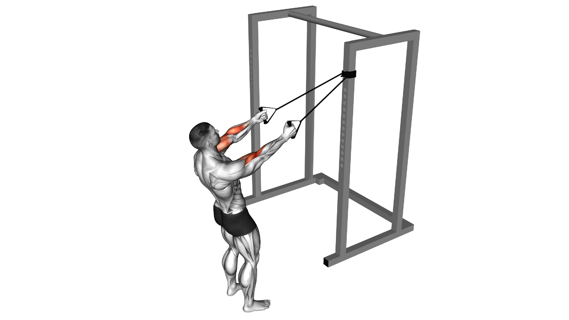 Band Cross Chest Biceps Curl exercise demonstration