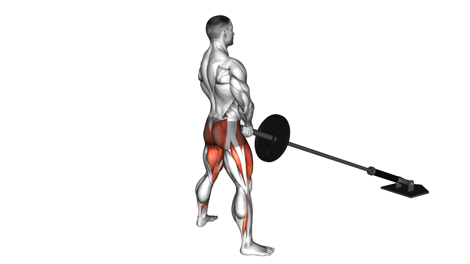 Landmine Sumo Squat exercise demonstration