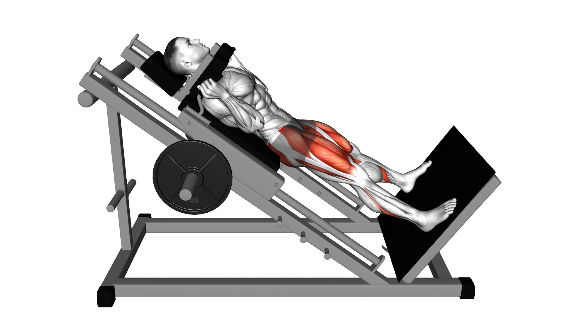 Sled Wide Hack Squat exercise demonstration