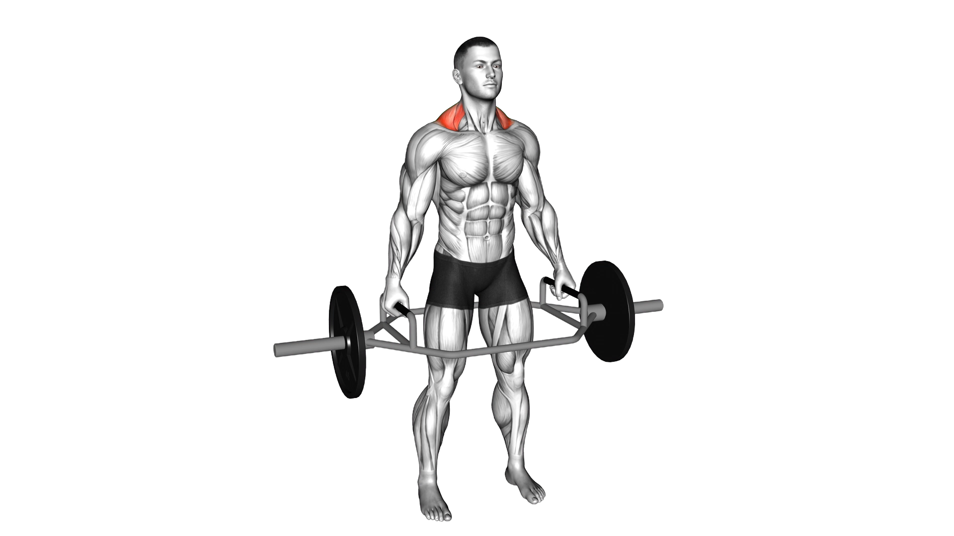 Trap Bar Standing Shrug exercise demonstration