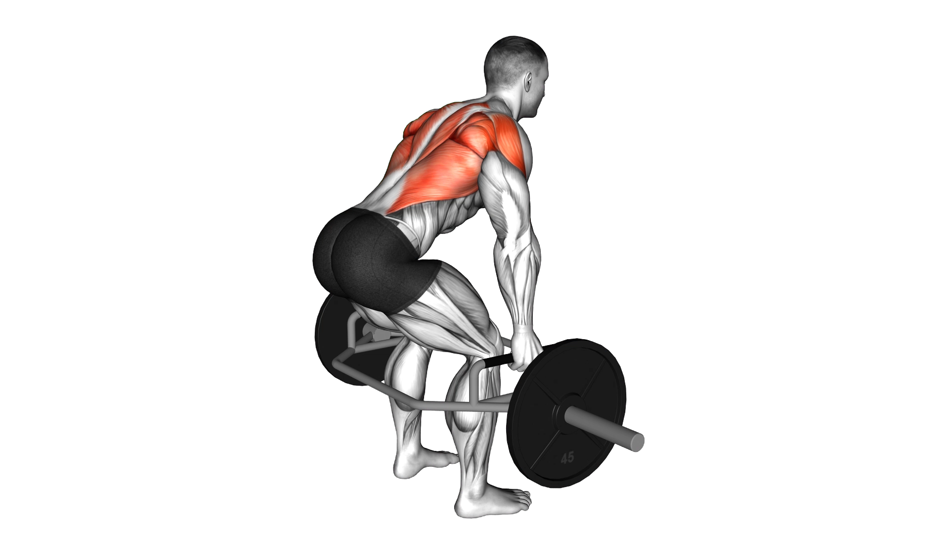 Trap Bar Bent Over Row exercise demonstration