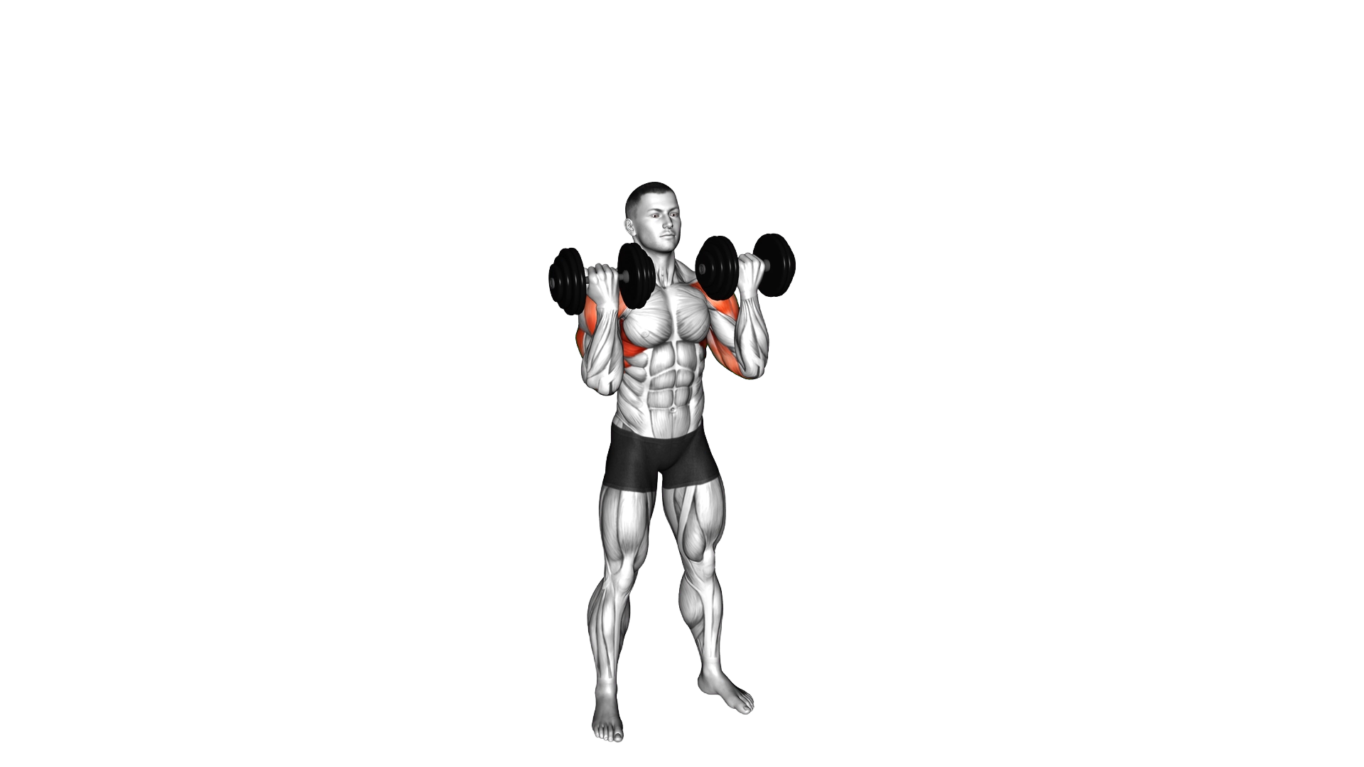 Dumbbell Standing Arnold Press exercise demonstration