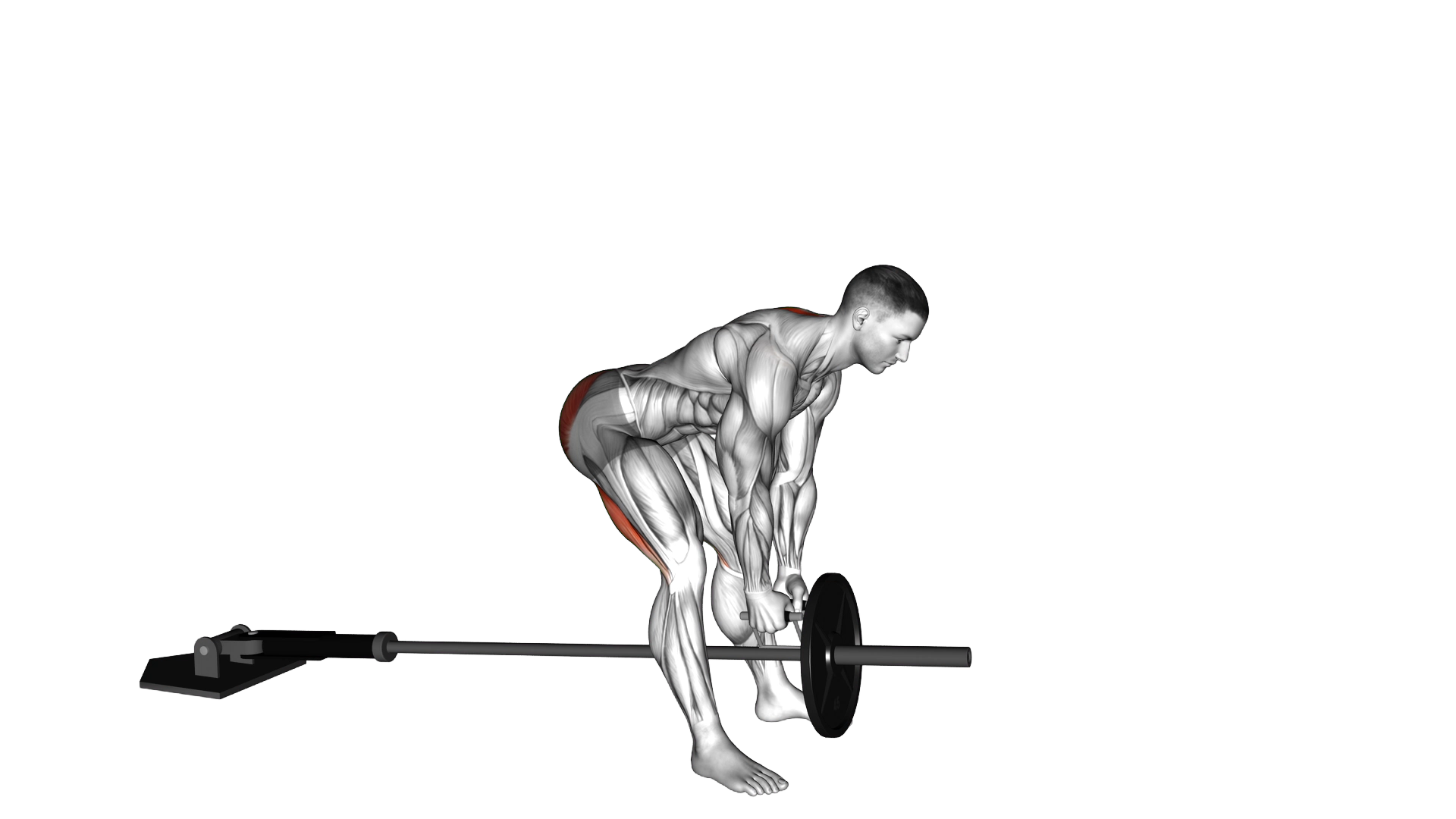 Landmine Romanian Deadlift exercise demonstration