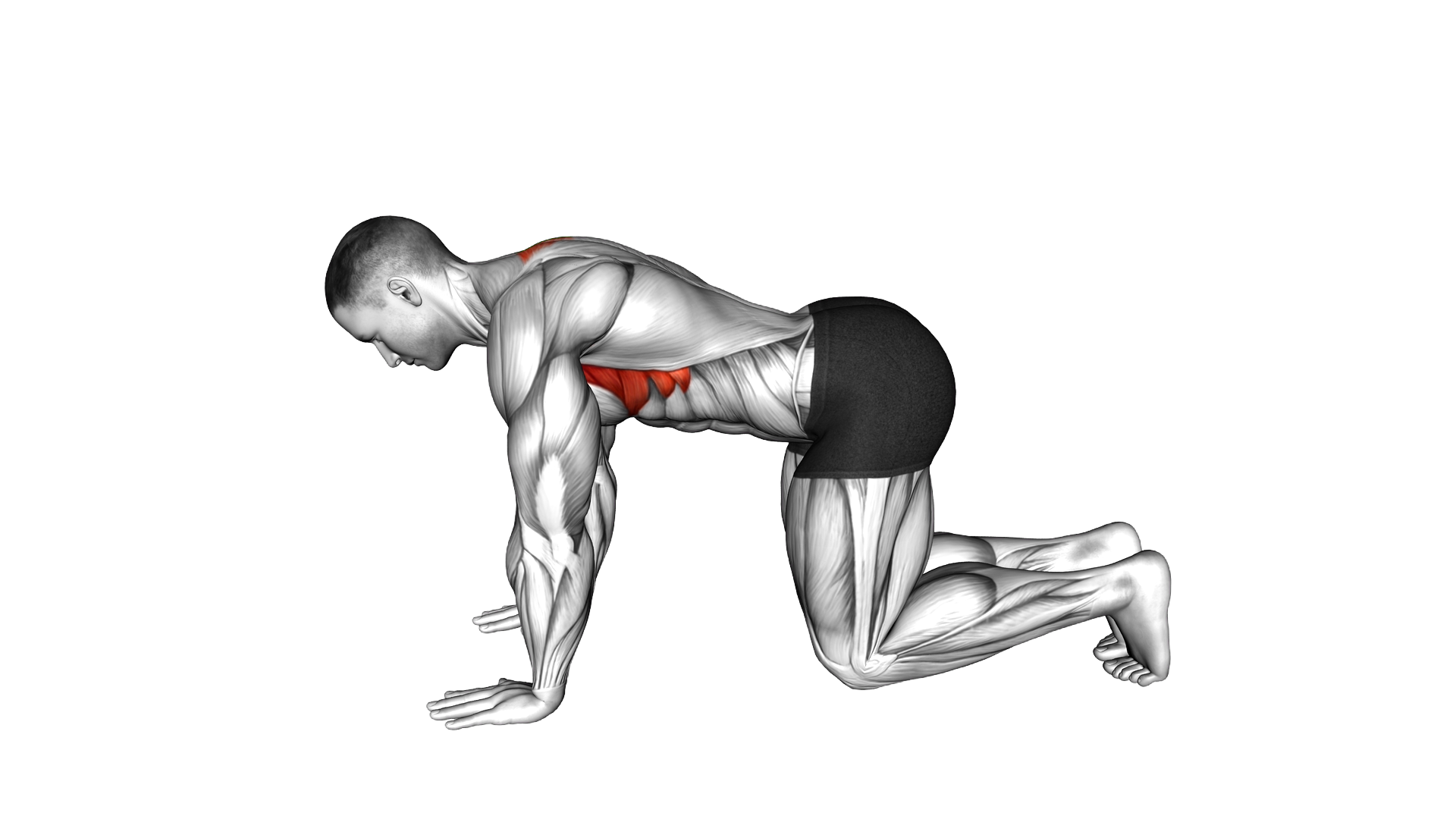Kneeling Scapular Push Up exercise demonstration