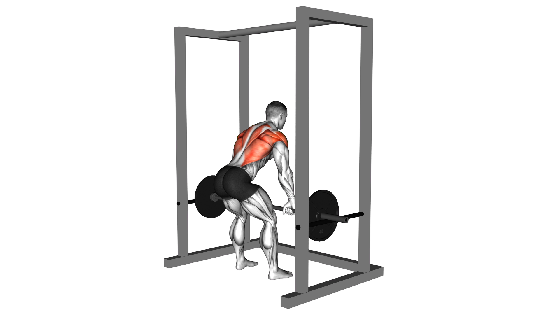 Barbell Deadstop Row with Rack exercise demonstration