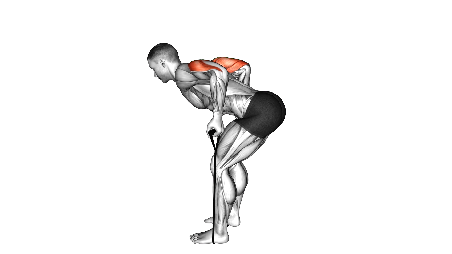 Band Triceps Kickback exercise demonstration