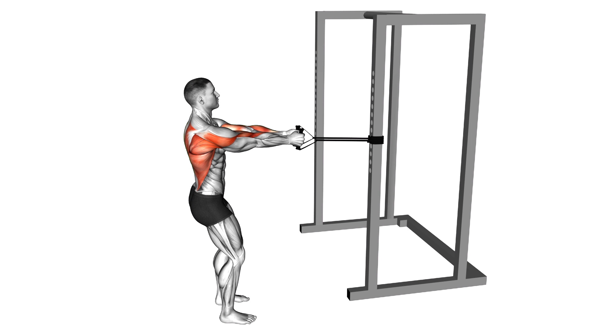 Band Close Grip Row exercise demonstration