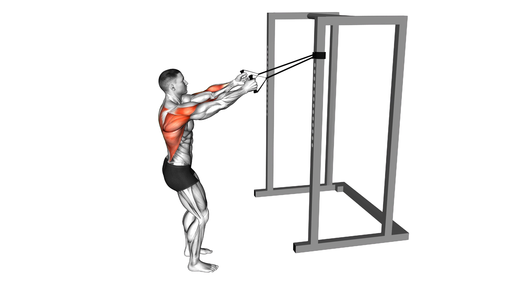 Band Narrow Grip High Row exercise demonstration