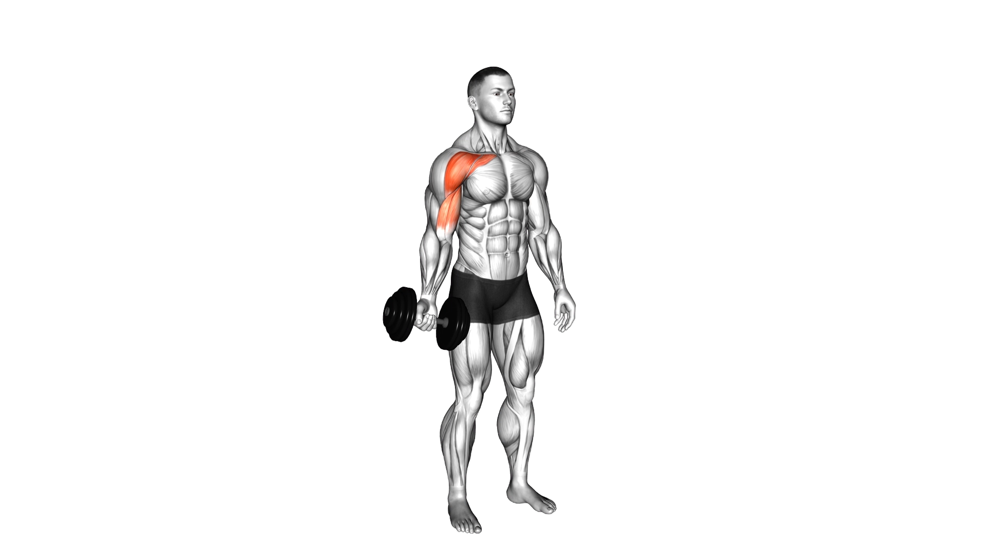 Dumbbell One Arm Low Fly exercise demonstration