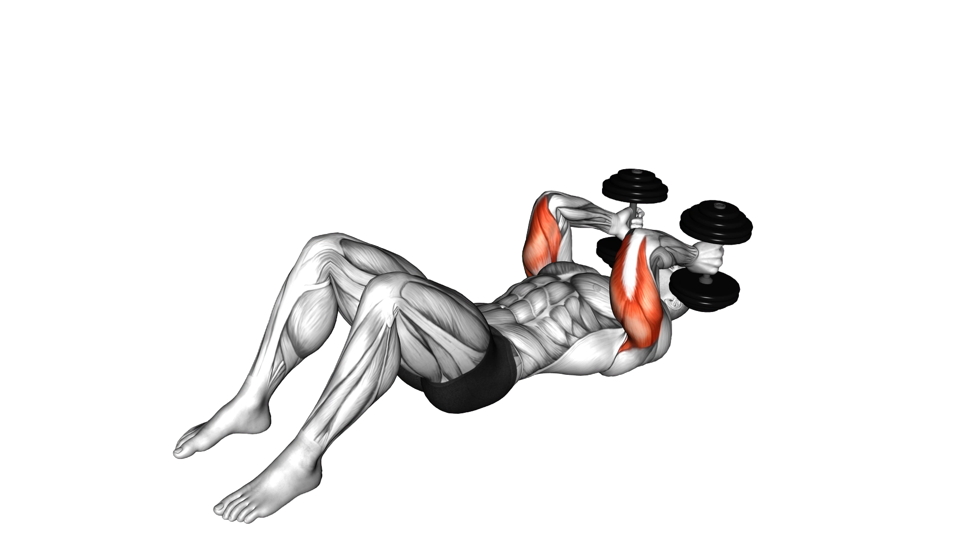 Dumbbell Lying Floor Skullcrusher exercise demonstration