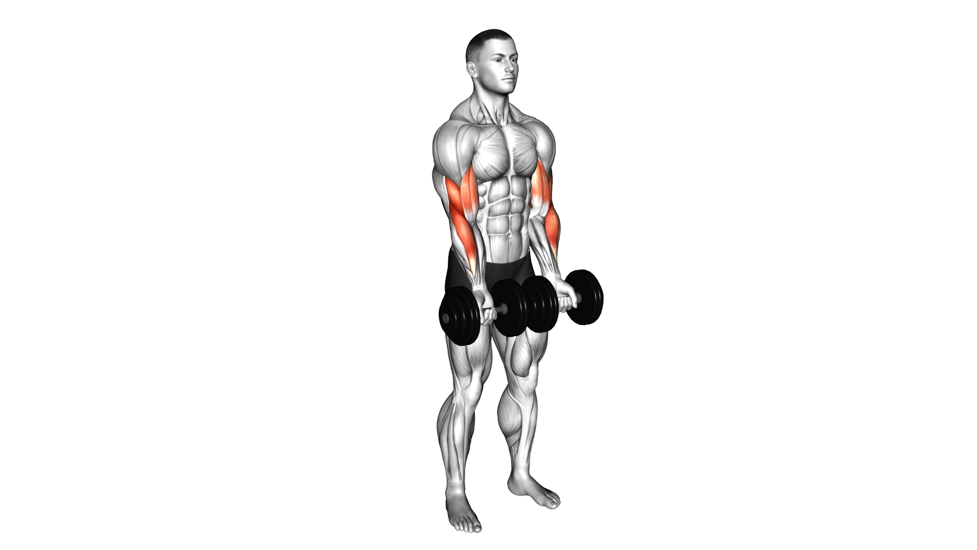 Dumbbell Close Grip Curl exercise demonstration