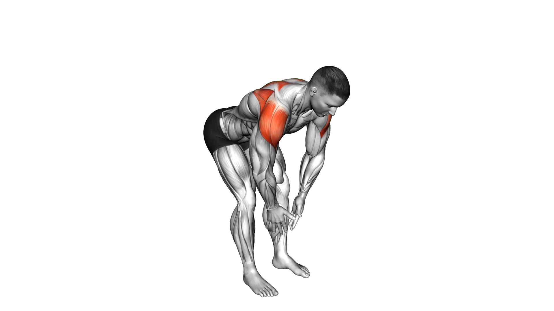 Bodyweight Bent Over Rear Delt Fly exercise demonstration