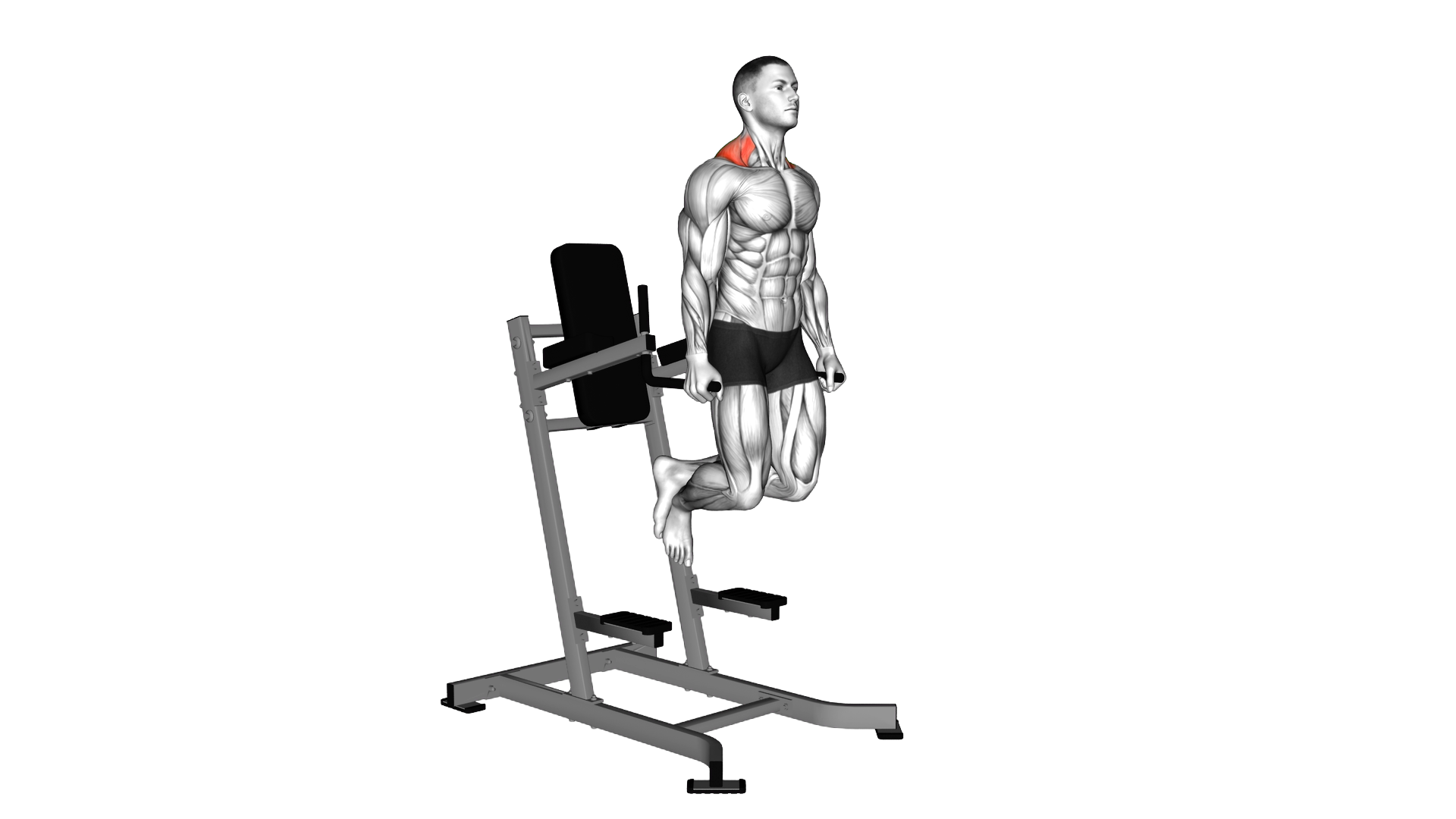 Shrug (on parallel bars) exercise demonstration