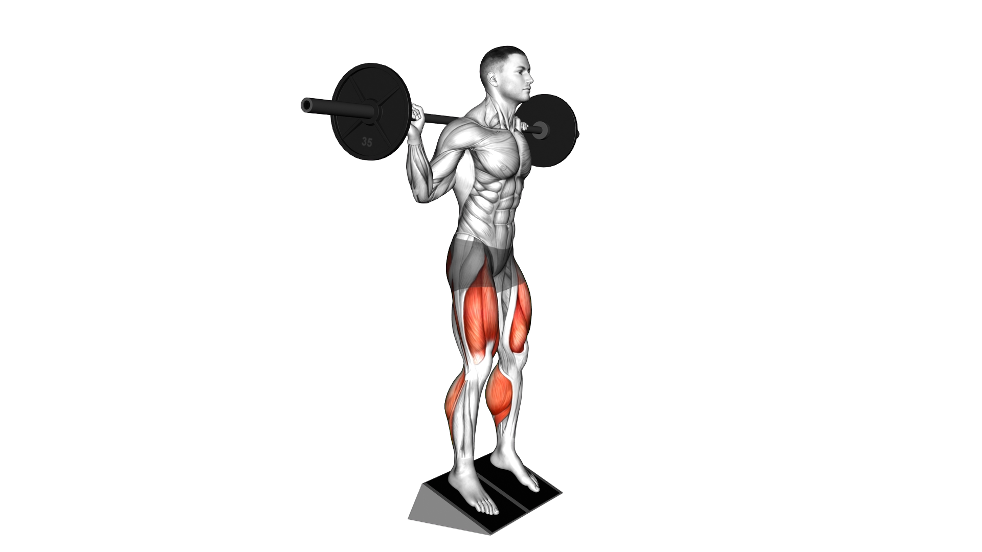 Barbell Elevated Heel Squat exercise demonstration