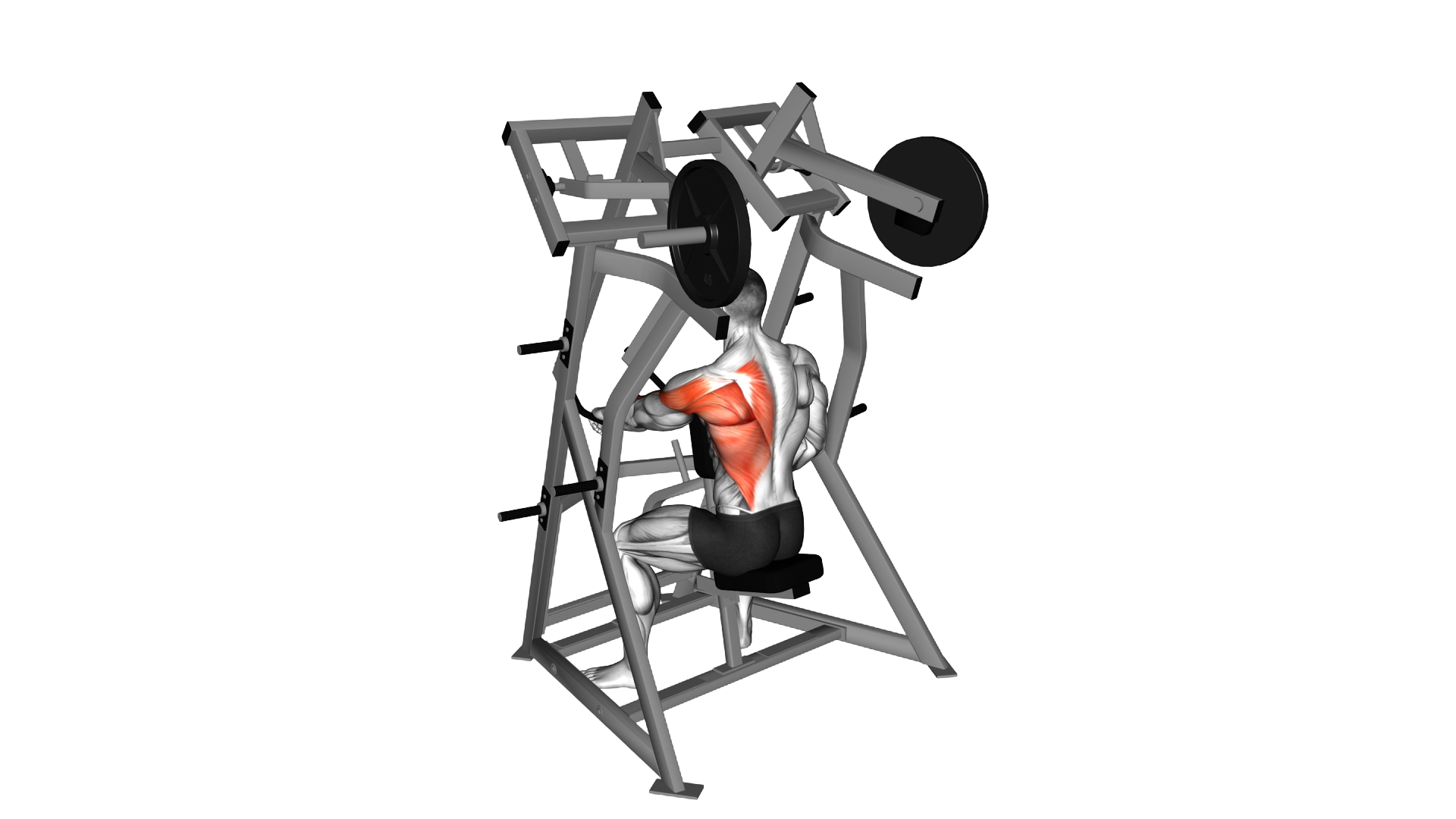 Lever One Arm Low Row (plate loaded) exercise demonstration