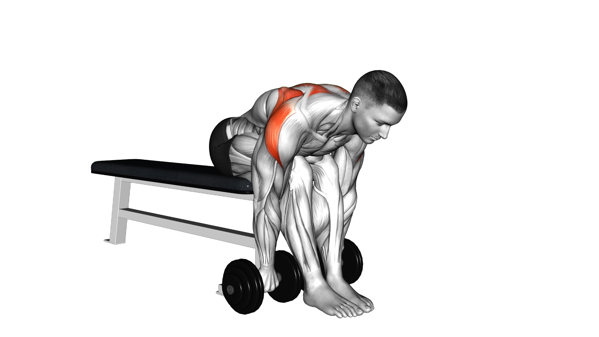 Dumbbell Seated Bent Over Rear Delt Row exercise demonstration