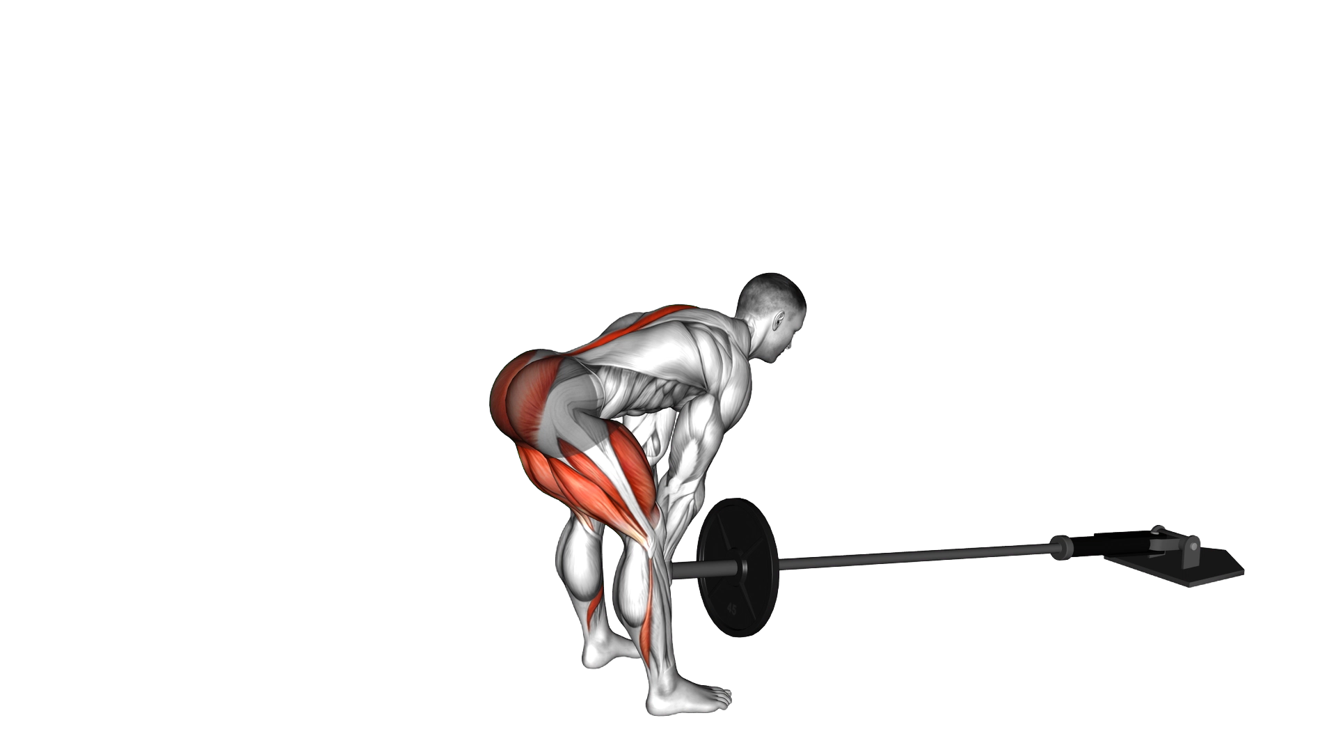 Landmine Romanian Deadlift exercise demonstration