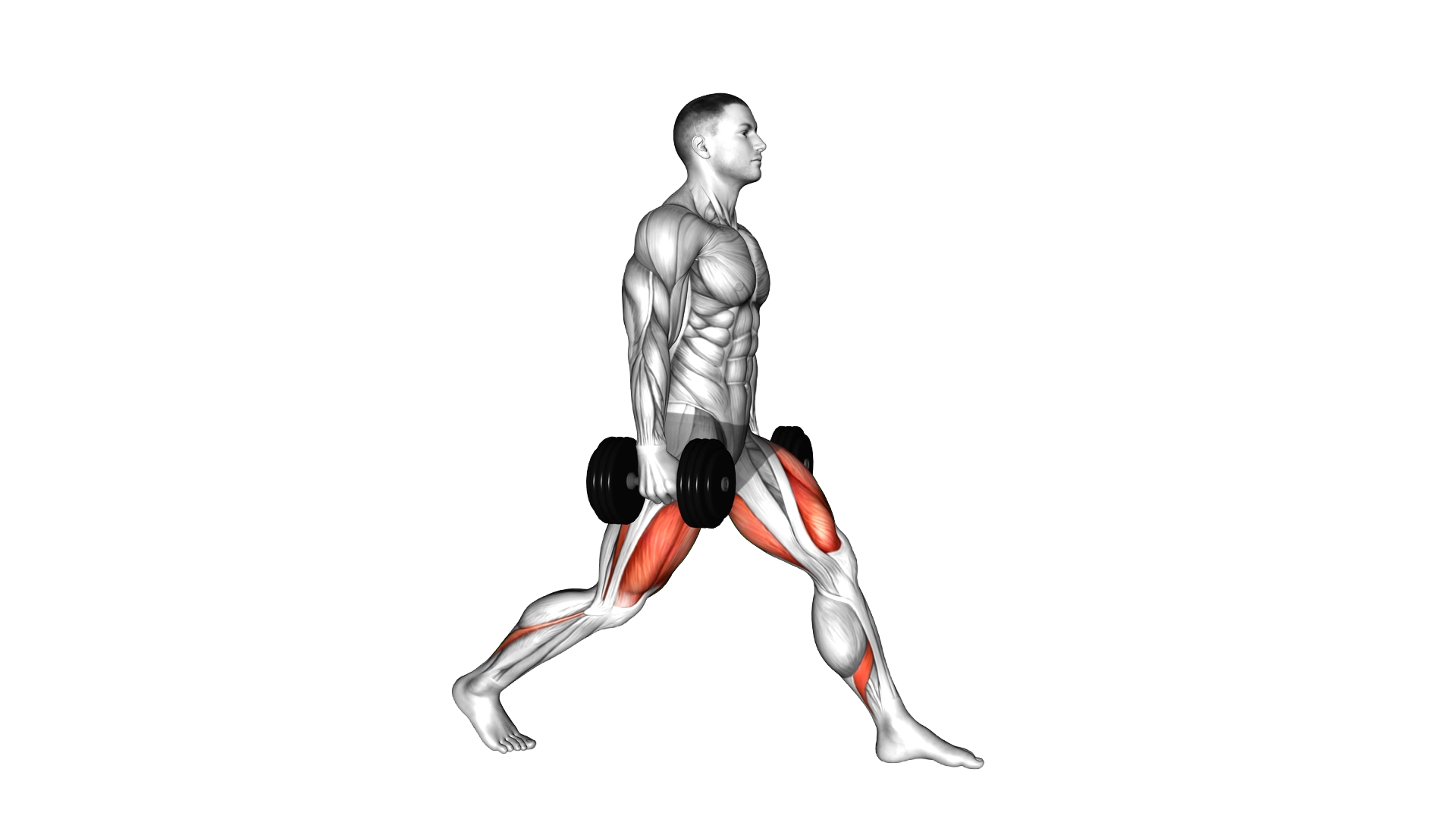 Dumbbell Static Lunge exercise demonstration