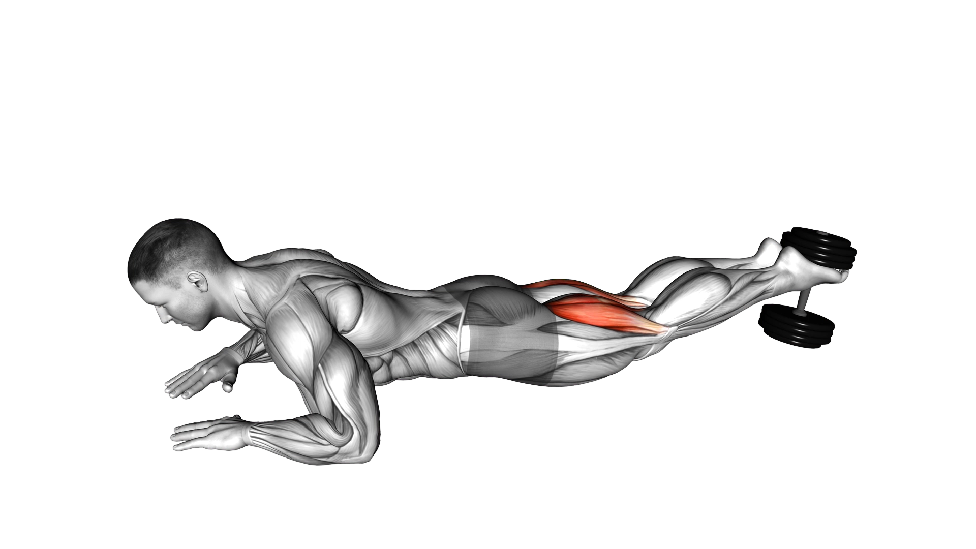 Dumbbell Lying Hamstring Curl exercise demonstration