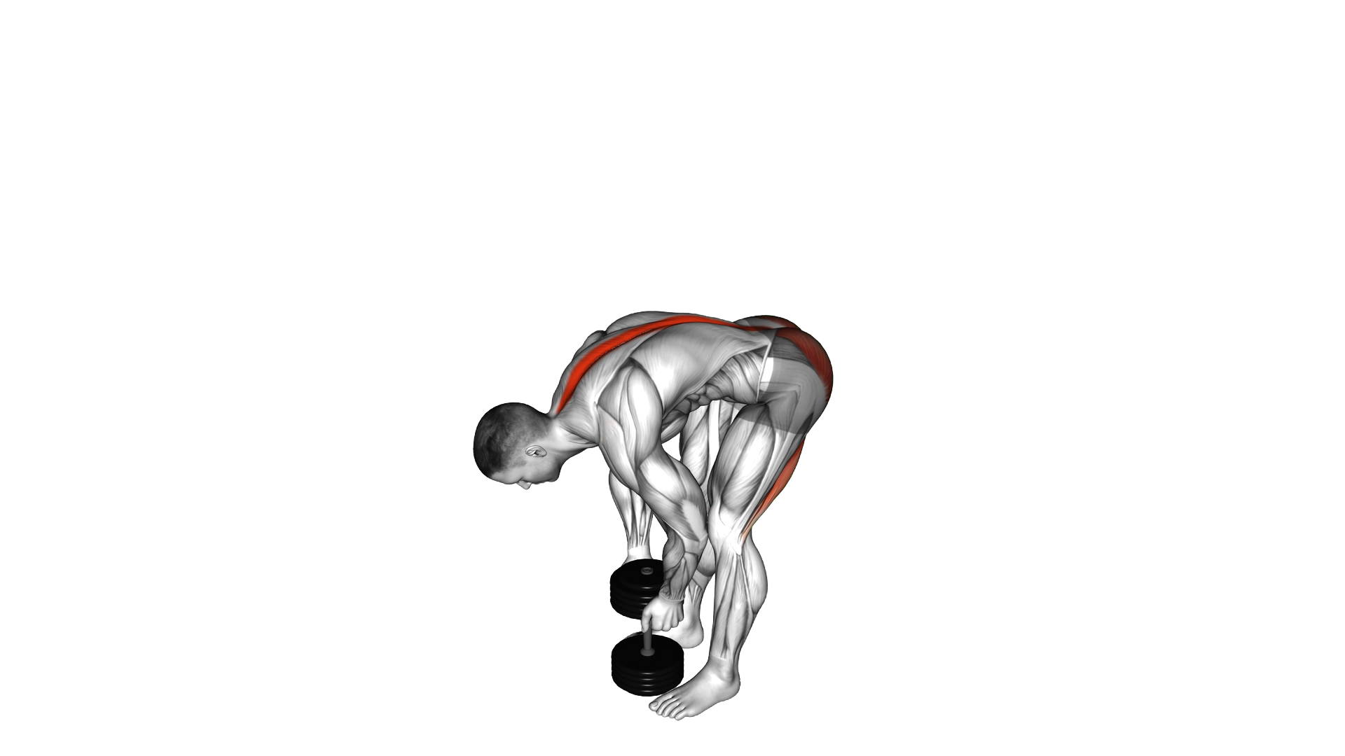 Dumbbell Straight Legs Deadlift exercise demonstration