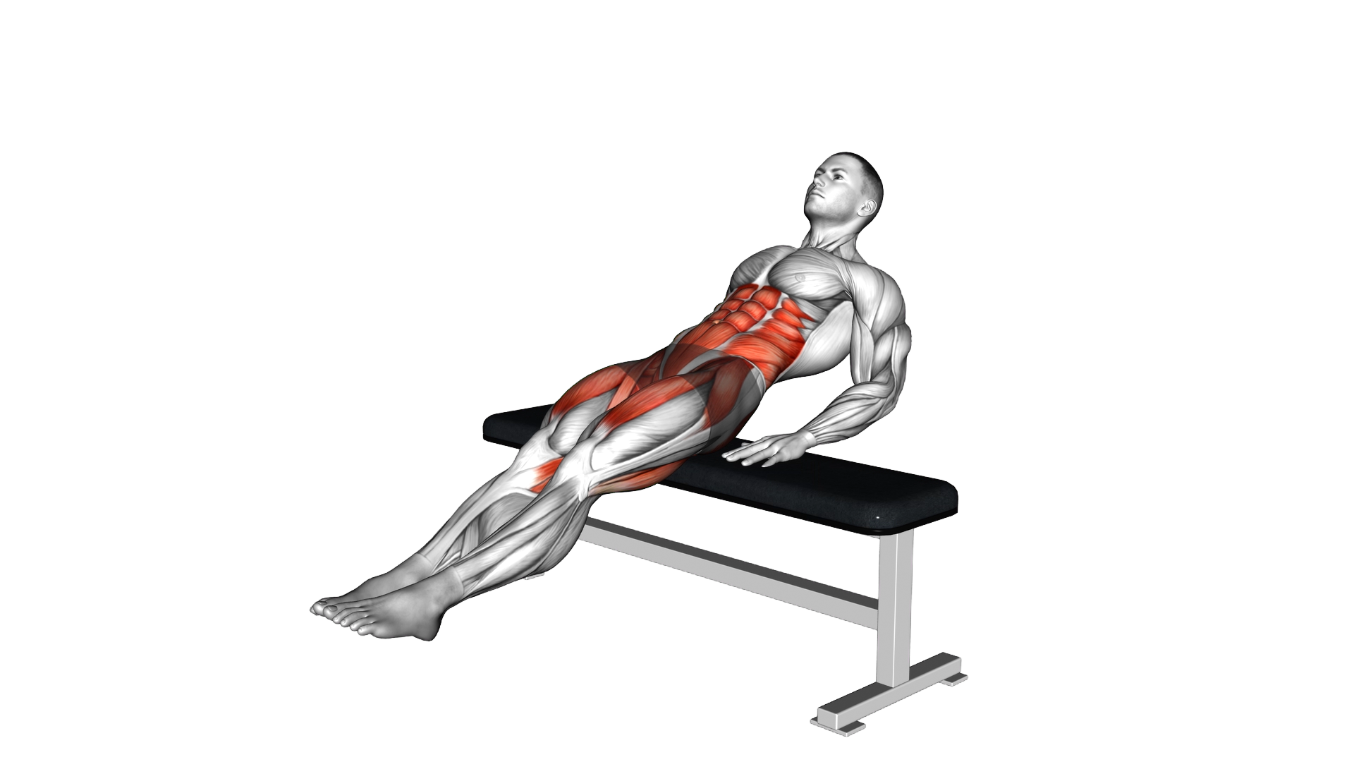 Bench Reverse Crunch Circle exercise demonstration
