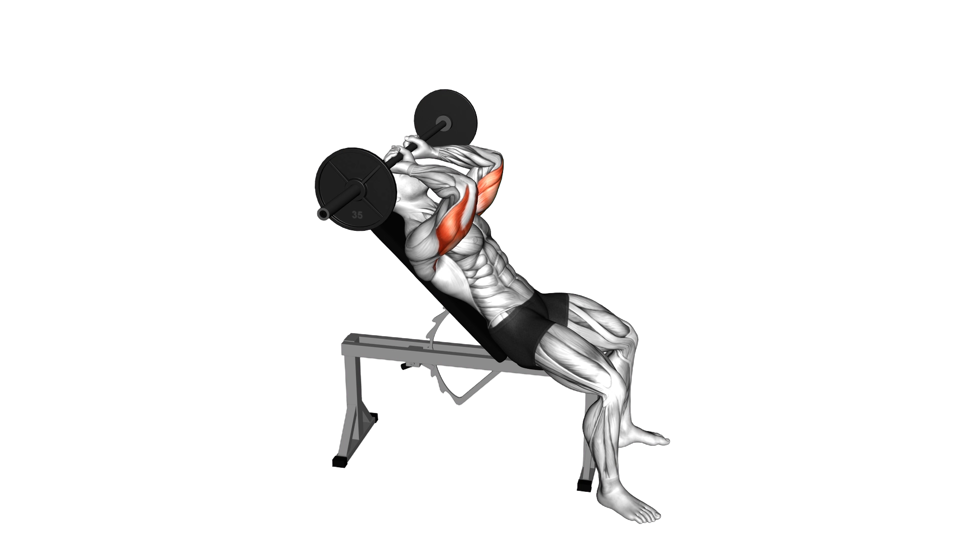 Barbell Incline Triceps Extension Skull Crusher exercise demonstration