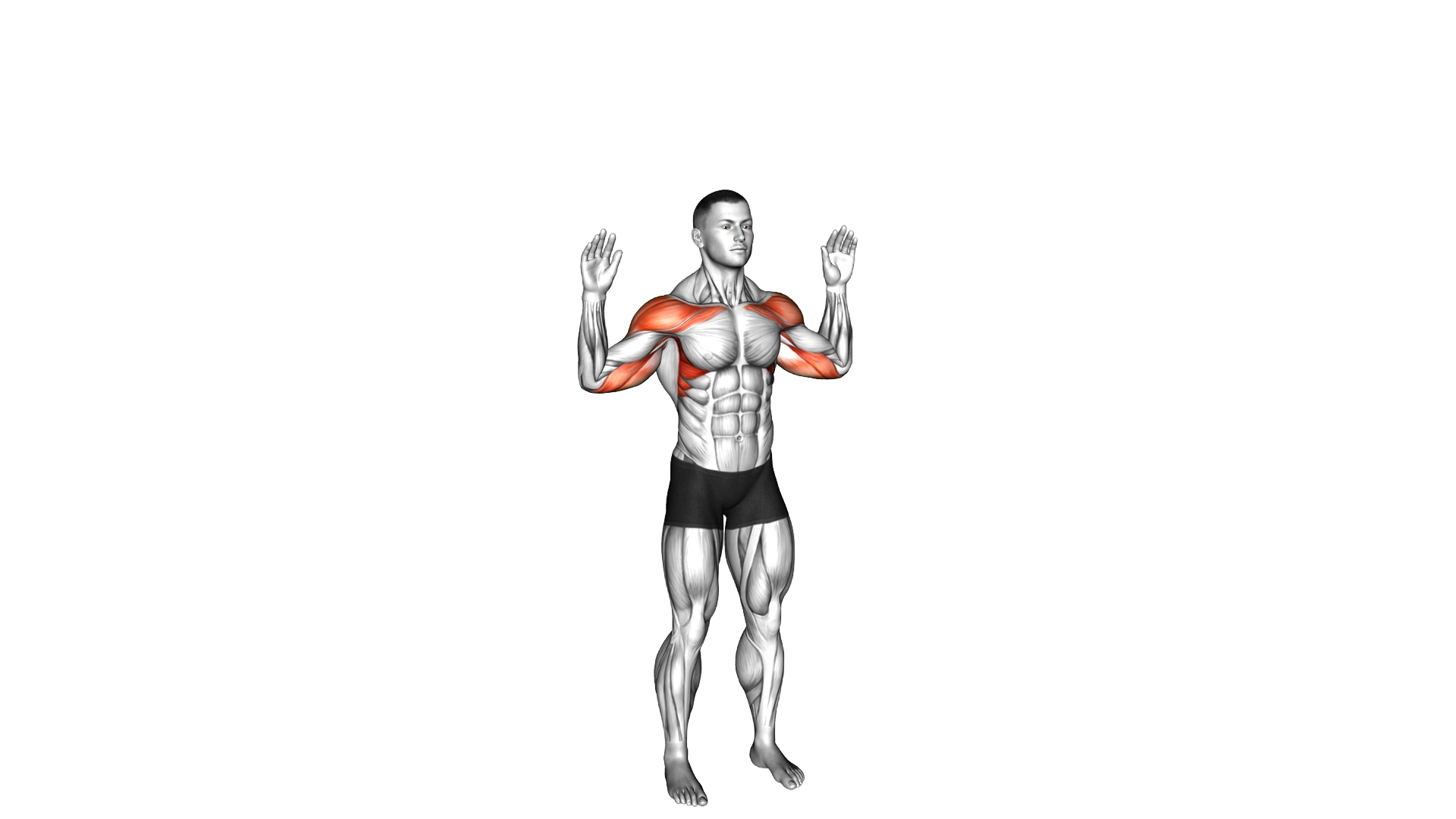 Bodyweight Standing Military Press exercise demonstration