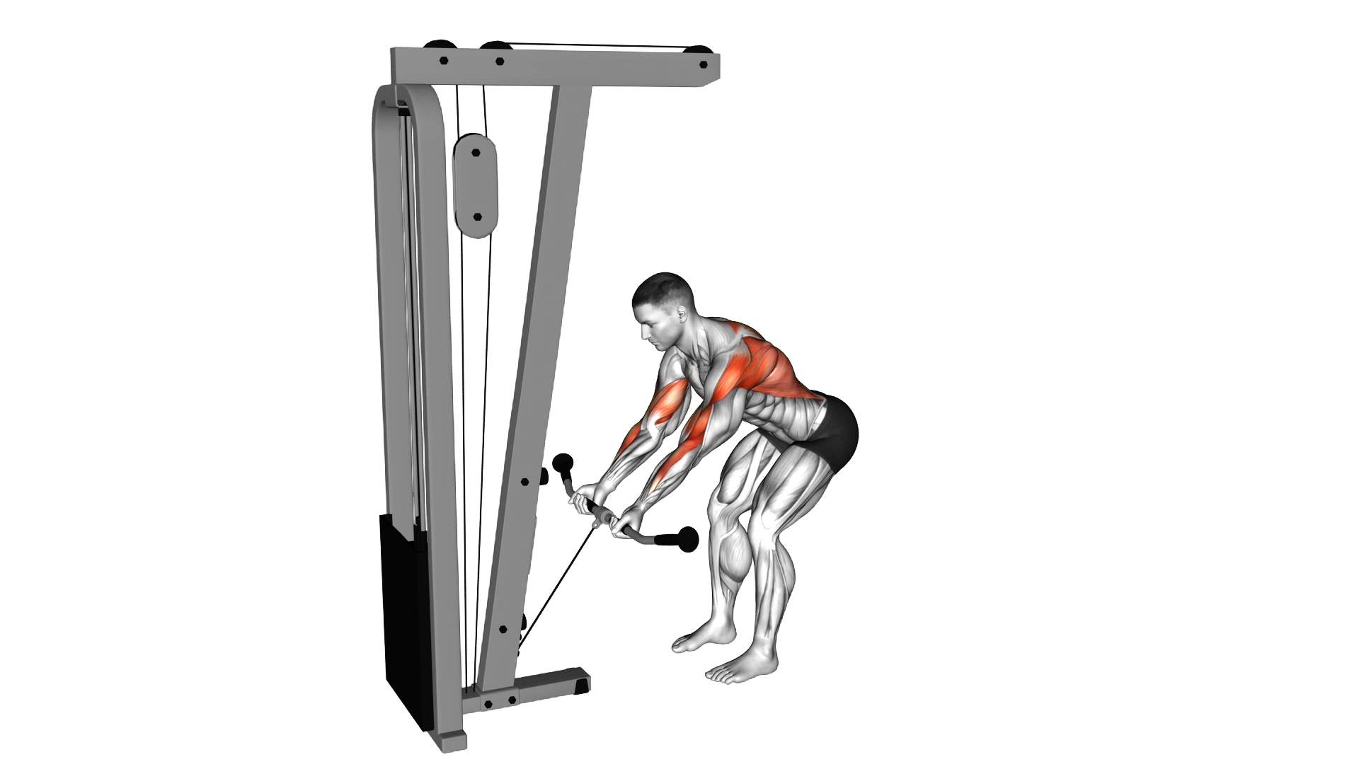 Cable Bent Over Reverse Grip Row exercise demonstration