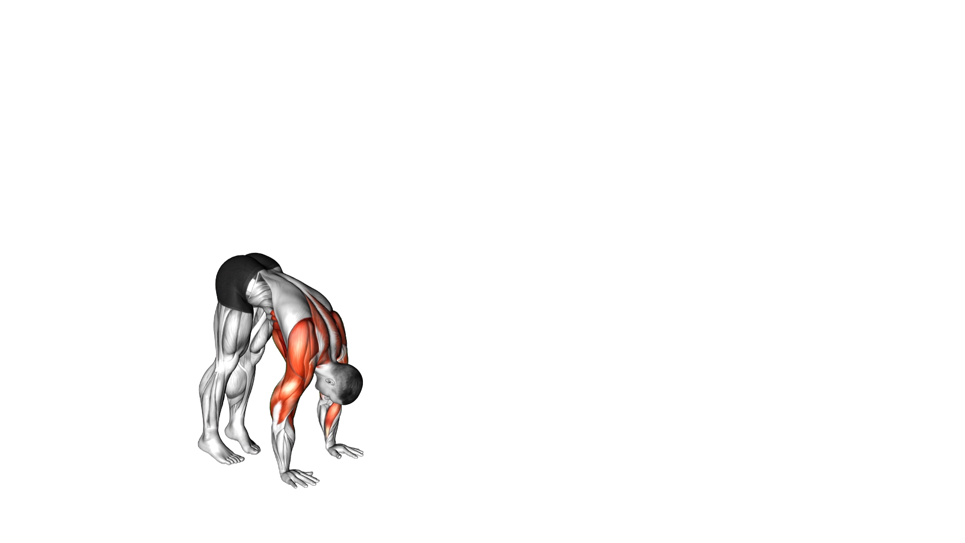 Handstand Walk exercise demonstration