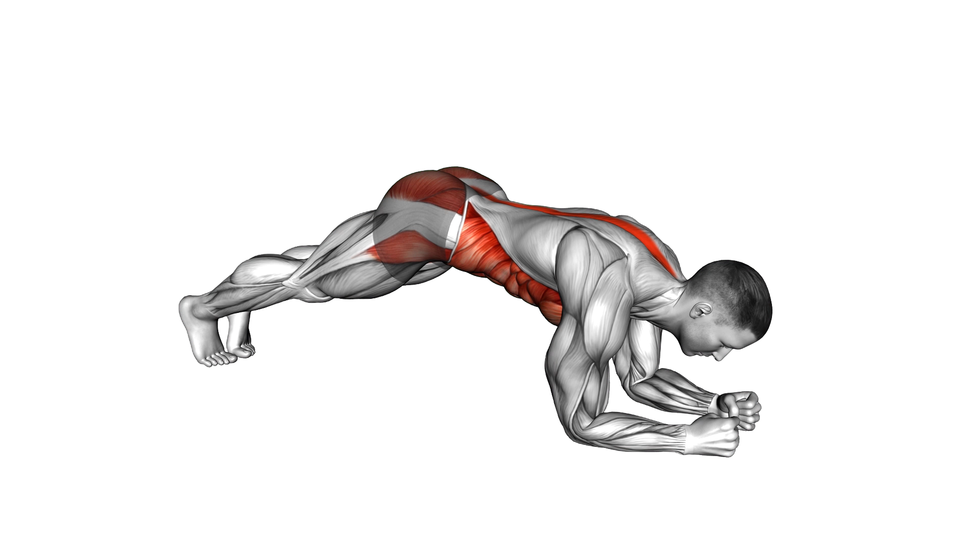 Hip Roll Plank exercise demonstration