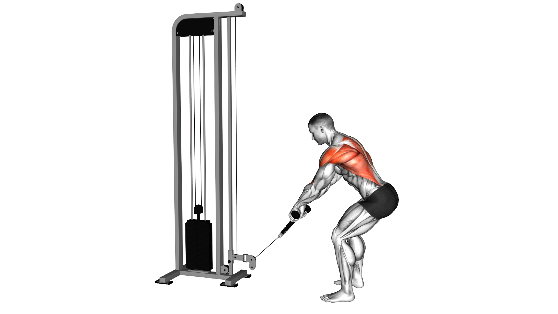 Cable Low Row with Rope Attachment exercise thumbnail