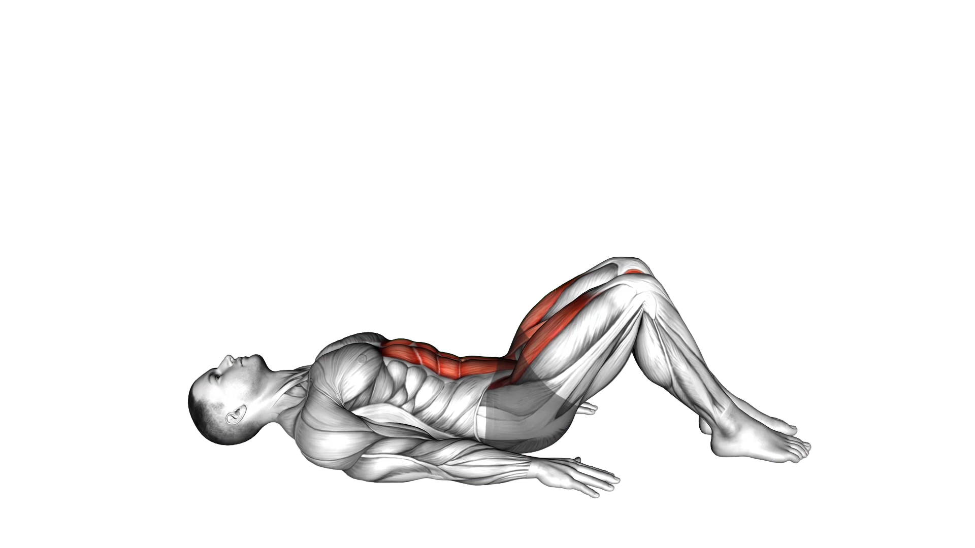 Lying Leg Raise (Modified) exercise demonstration