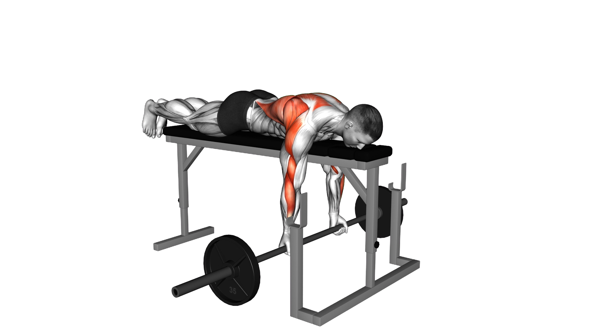 Barbell Lying Close Grip Underhand Row on Rack exercise demonstration
