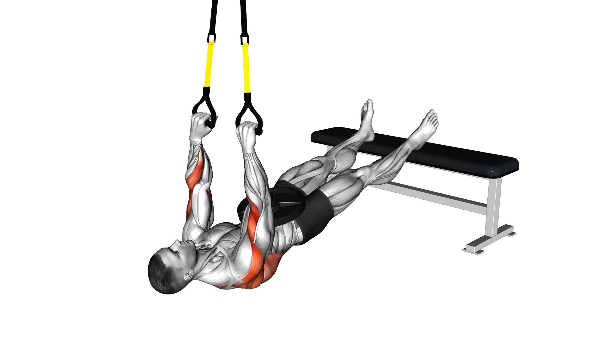 Suspender Wide Grip Inverted Row exercise demonstration