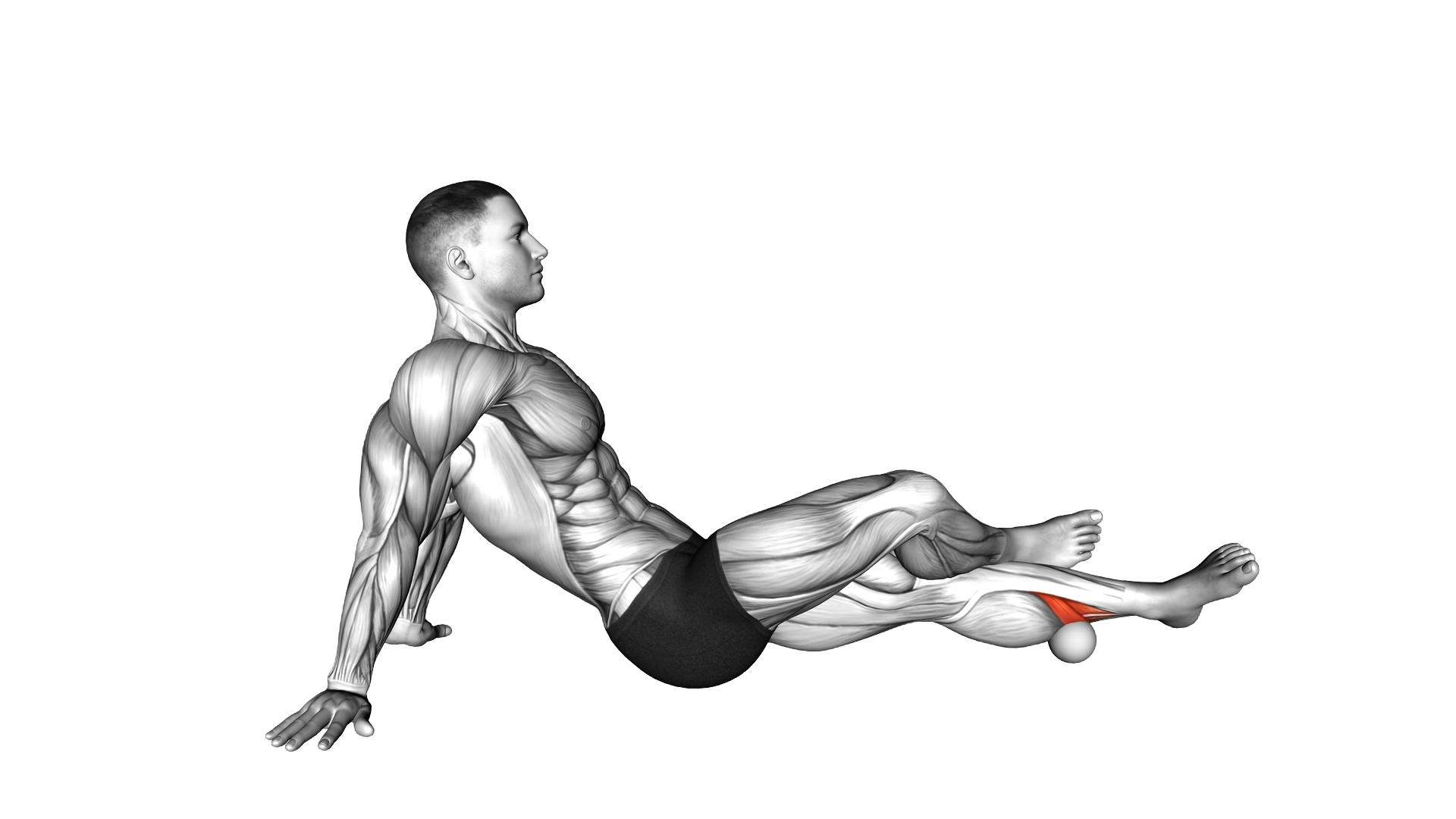 Roll Ball Tibialis Posterior exercise thumbnail