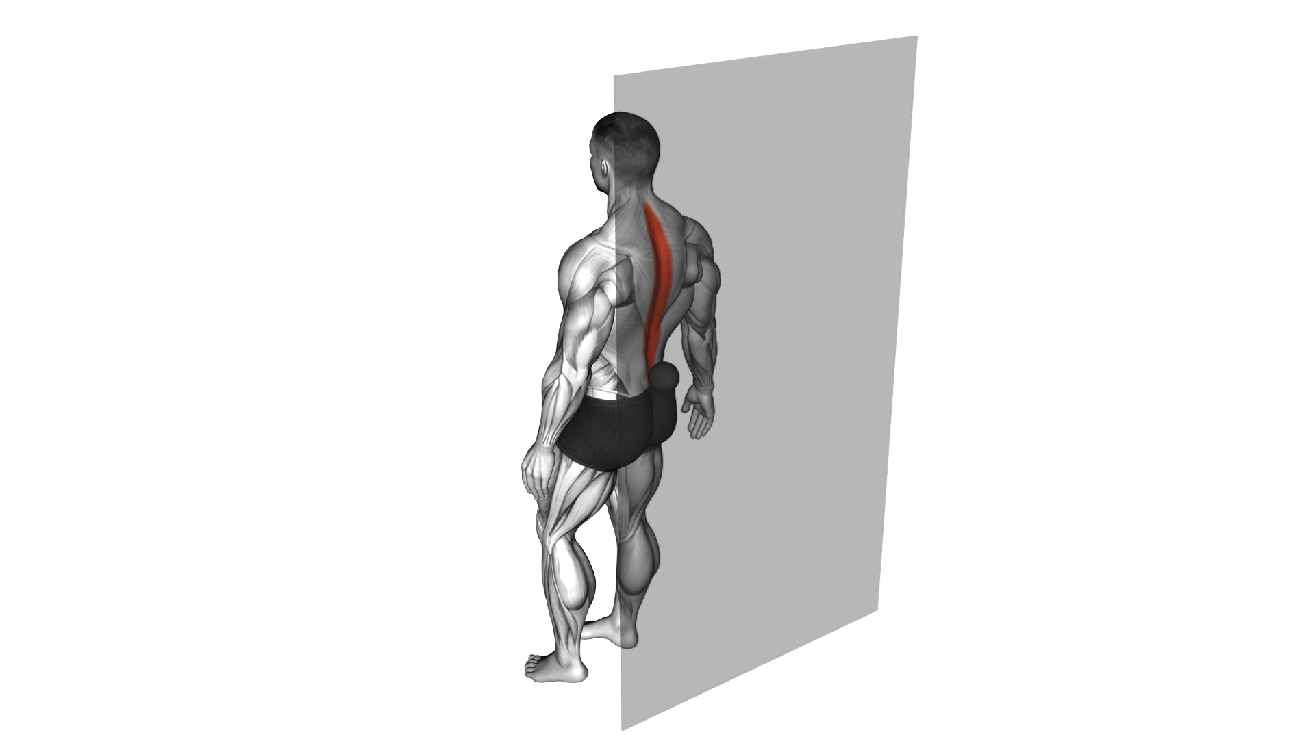 Roll Ball Erector Spinae exercise demonstration