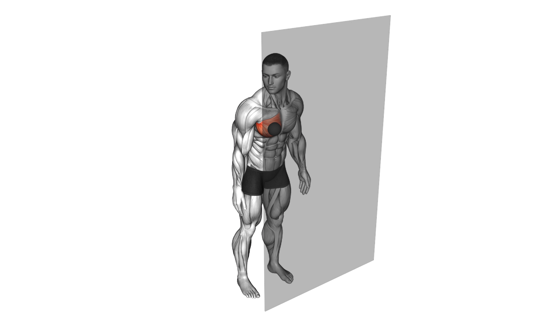 Roll Ball Pectoralis Major Sternal exercise demonstration