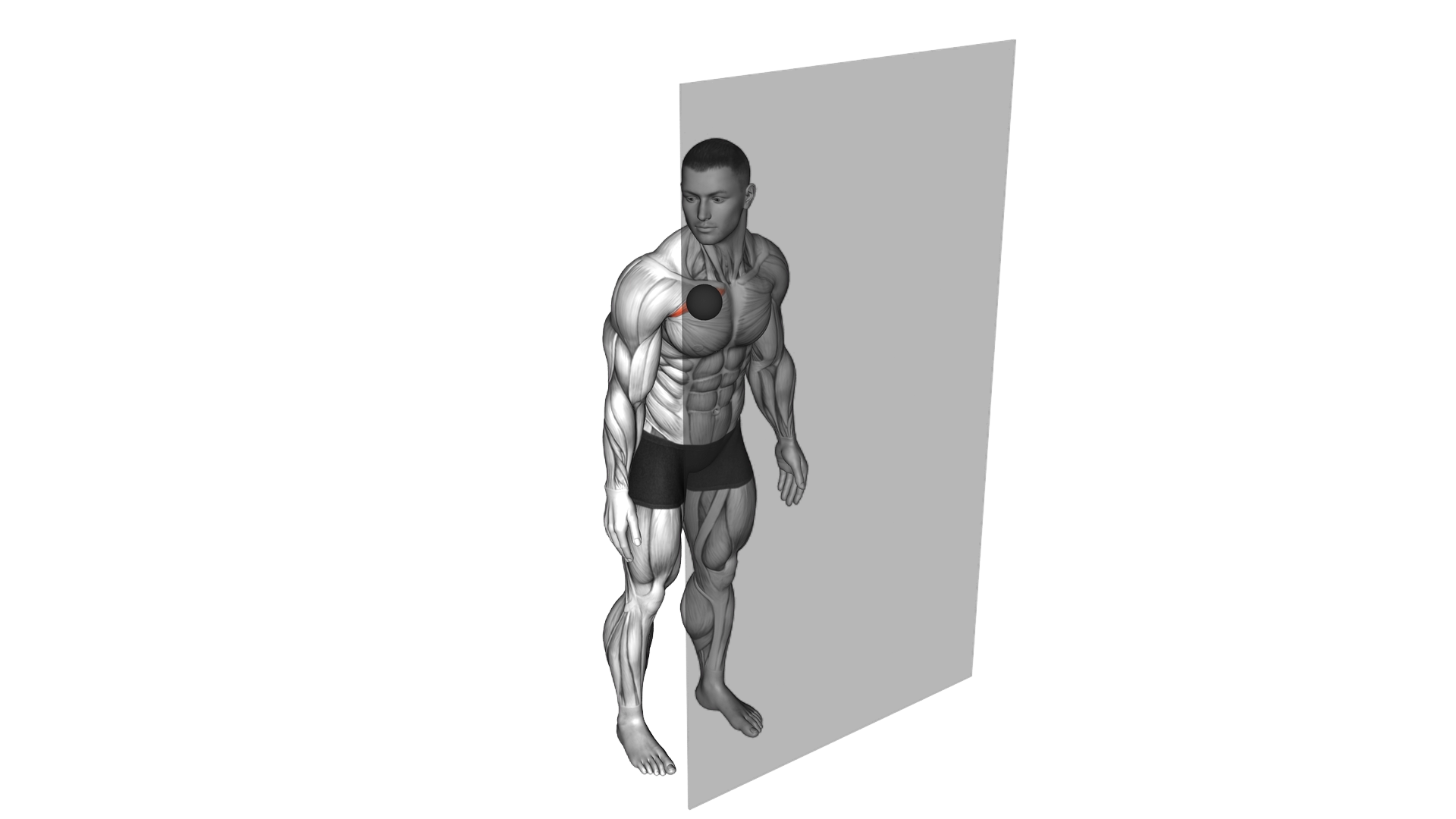 Roll Ball Pectoralis Major Clavicular Stretch exercise demonstration